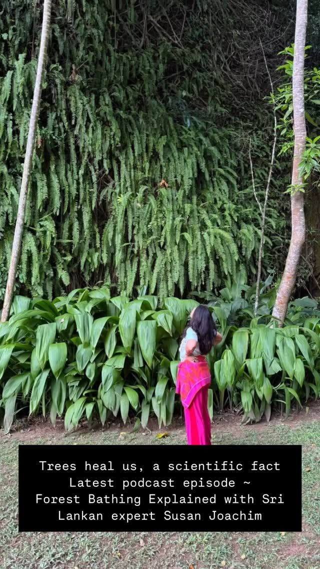 Why do we feel better in nature? Amongst the trees? Buried in forests and greenery? There is more to it than you think. Powerful knowledge exists on the science behind the ancient indigenous wisdoms, proving that trees actually heal us, emitting chemicals that we absorb to fight disease. Our latest podcast episode is out with Sri Lankan expert Susan Joachim, Forest Bathing Explained - @shinrinyoku.srilanka Full episode links in bio - find our podcast ‘Sri Lanka, Modern Perspectives from@an Ancient Melting Pot’ on Spotify, Apple or wherever you get your podcasts. 
 
 
 
 
 
 
#kalukandahouse kalukandahouse #forestbathingtherapy #treehugger #lovetrees